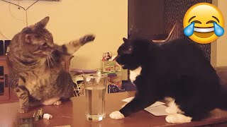 Funny Animals Attack Each Other - Funny Animals Compilation Try Not To Laugh  || PETASTIC 🐾