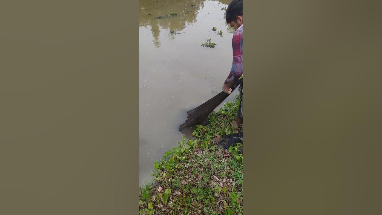 how-to-throw-net-to-catch-in-a-village-pond-instructed-by-sirajul