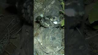 The sound of nightjar, the mysterious sound of the night只闻其声不见其影的怪鸟，常常在夜里大叫，终于拍到你了（夜鹰）