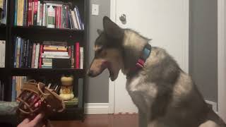 Muzzle Training - Jules Session 1