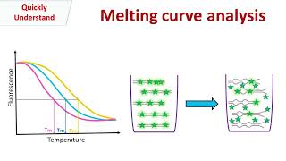 Melting curve analysis screenshot 3