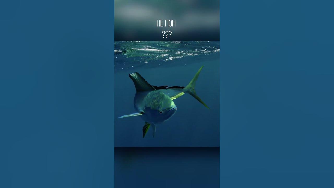 Эти рыбы решили летать. Летучие рыбы - YouTube