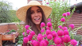 Harvesting & Drying Gomphrena | Container Gardening