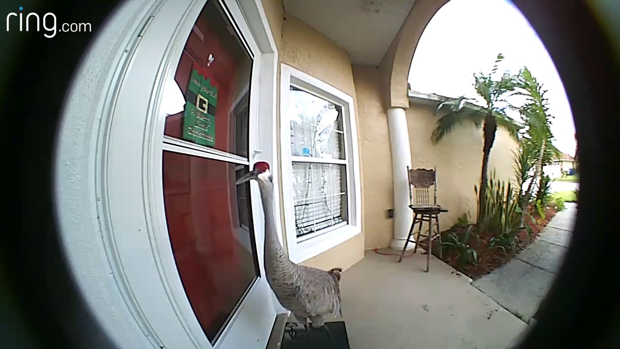 Bird Caught On Ring Doorbell Knocking On Door YouTube