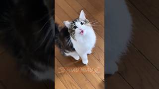 Chaos auf vier Pfoten 🐾