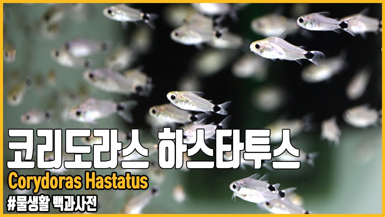물생활 백과사전 코리도라스 하스타투스 Corydoras hastatus [애니몰로TV]