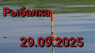 видео: Рыбалка на поплавок 28 сентября 2025 г. На диком лесном болоте!Дикие поклёвки рыб на глаз окуня! картинка: Рыбалка на поплавок 28 сентября 2025 г. На диком лесном болоте!Дикие поклёвки рыб на глаз окуня!