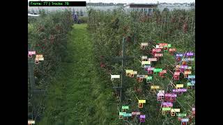 Multiobject Tracking in Apple Orchard using YOLOv8 with Kalman Filter + BotSort + LoFTR
