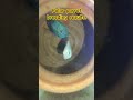 #Fish.#breedingpair #breedingprogress.