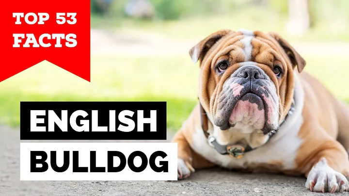 99% of Bulldog Owners Don't Know This - DayDayNews