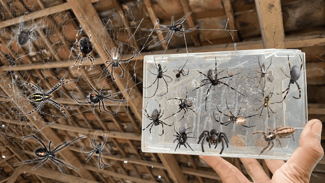 Hunting top black Spider in around us - YouTube