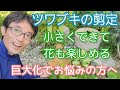 【ツワブキの手入れ】大株でも小さく自然に見えて花も楽しめる剪定(2022年9月)🍃🌼