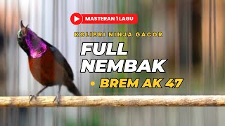 Burung kolibri ninja gacor full nembak brem ak 47 cocok untuk masteran dan pancingan konin bahan