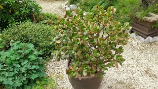 金のなる木(花月)の育て方・植え替え ご参考まで - YouTube