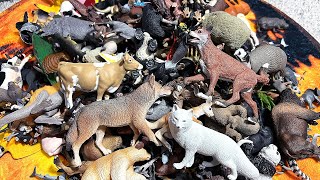 Wild Animals, Farm Animals, Birds, Insects, Dogs, Cats & Insects Collection