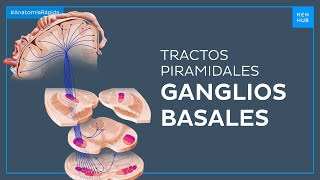 Ganglios Basales - Anatomía Fácil Kenhub
