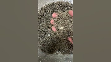 Hạt giống Ưng bất bạc rừng