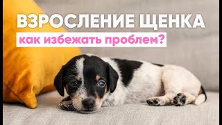 видео: В вашей жизни появился ЩЕНОК🐾  Какие ПРОБЛЕМЫ могут возникнуть в воспитании и как их РЕШИТЬ✅ картинка: В вашей жизни появился ЩЕНОК🐾  Какие ПРОБЛЕМЫ могут возникнуть в воспитании и как их РЕШИТЬ✅