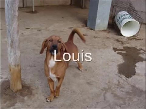honden zonder toekomst - youtube