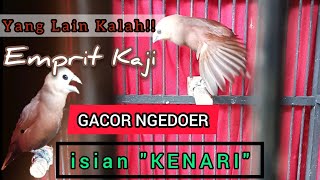 Emprit kaji isian KENARI full gacor dor tak mau KALAH !!!