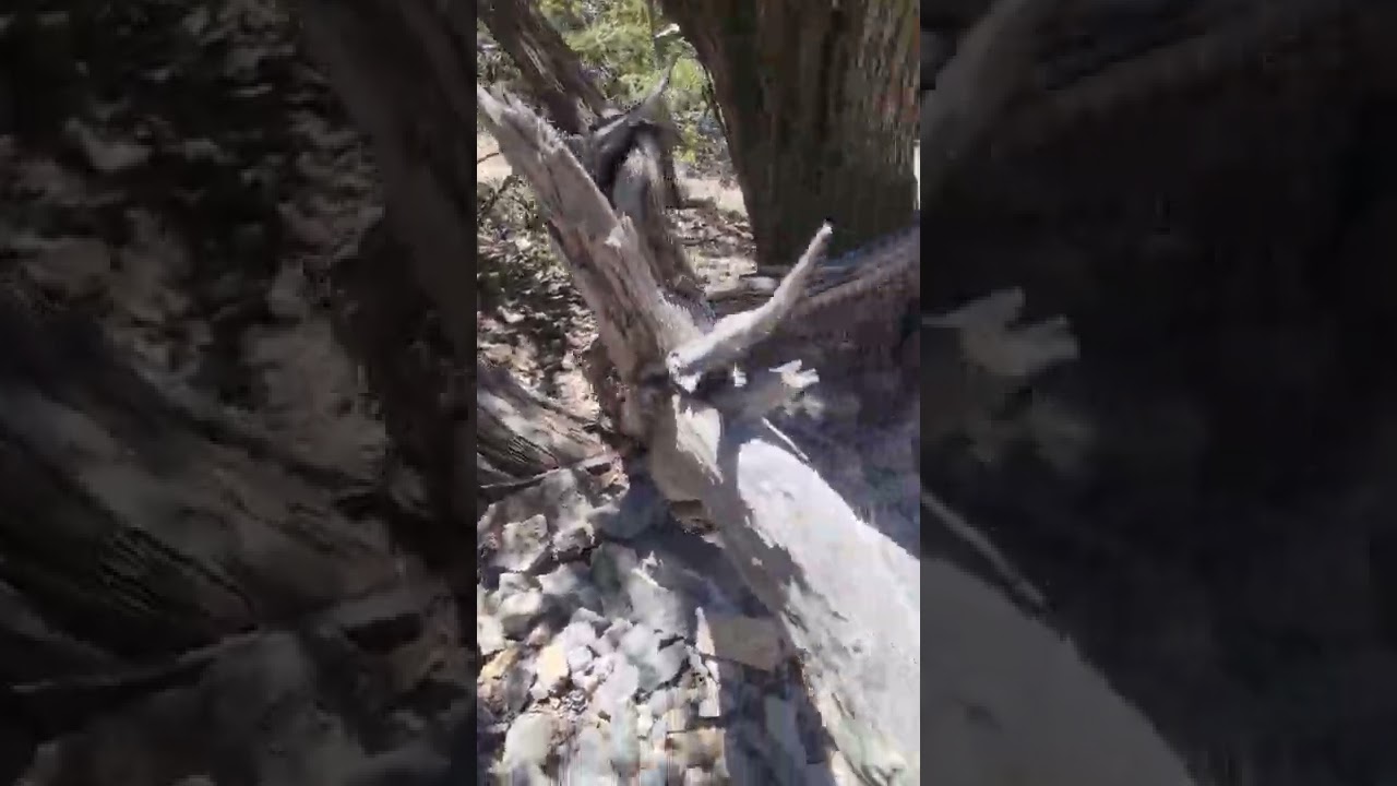 sacred ancient cedar tree