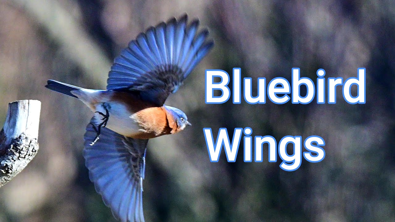 Can a pair of bluebirds make you cry?