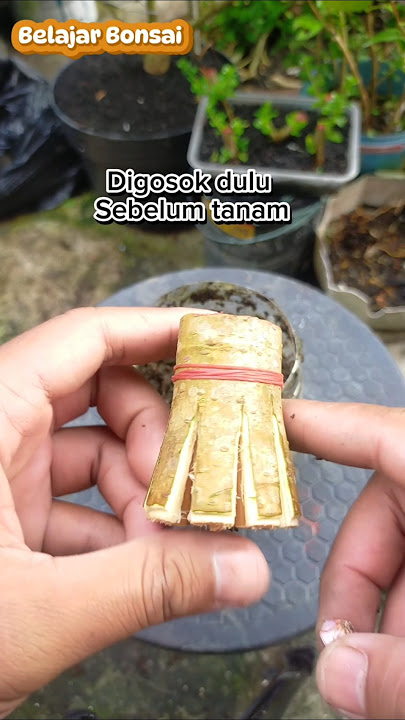 Program pecah batang murbei 🌳🌲#belajarbonsai #bonsaipemula #programbonsai #pecahbatang