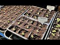 Its been a week  pricking out and checking progress  slow gardening
