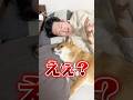 家出るまで大変なのよ #柴犬 #shorts