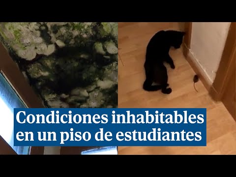 Unos estudiantes denuncia las condiciones inhabitables de su piso de alquiler