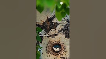 I loved sharing my morning with the tree swallows! #explorewyoming #birding #birdphotography