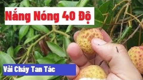 Nắng Nóng 40 Độ Vải Thanh Hà Lục Ngạn Cháy Quả Tan Tác l Vải Thiều Lục Ngạn - Bắc Giang