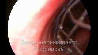 Лечение коллапса трахеи у собаки Лечение коллапса трахеи у собаки