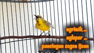 SOGON TROTOL NGRIWIK NEMVAK NGLEPER PANCINGAN SOGON IJOAN   #pancingansogonijoan #sogontrotol #sogon