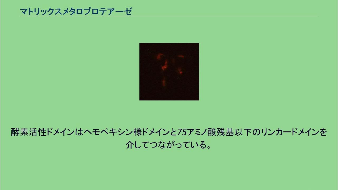 マトリックスメタロプロテアーゼ YouTube