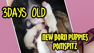 Pomspitz new born puppies