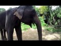 Patara Elephant Farm - Chiang Mai Thailand Shot with GoPro Black Hero3+ mp3 Patara Elephant Farm - Chiang Mai Thailand Shot with GoPro Black Hero3+ mp3