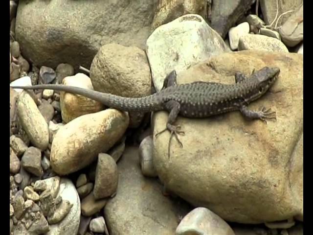 Скальные ящерицы (Darevskia saxicola), семейная группа
