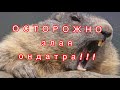 ОНДАТРА АТАКУЕТ!!!!  ЕСЛИ ЧУВСТВУЕТ ОПАСНОСТЬ от ЧЕЛОВЕКА!