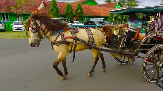 🐴 KUDA DELMAN CNI, LAGU NAIK DELMAN INSTRUMENTAL, SUARA KUDA JIN BTS | Kuda Delman Purbalingga