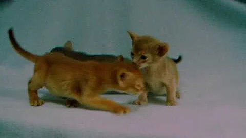 Watch the video about Kitten blue,fawn,red abyssinian