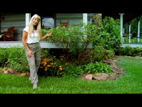 Natural Wonders with Jeanne Jones - Poke Salad