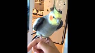 Bird singing dubstep! (Beauty Brain Trap Remix) screenshot 5