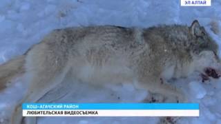 В Кош-Агачском районе организовали массовую охоту на волков В Кош-Агачском районе организовали массовую охоту на волков