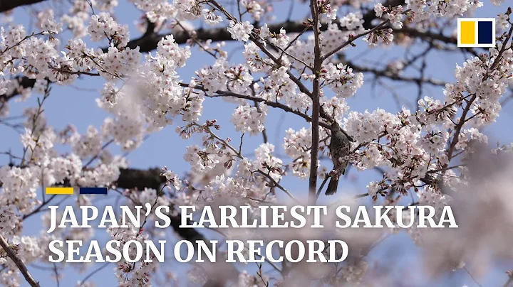 Japan welcomes its earliest cherry blossoms in over 1,200 years - DayDayNews