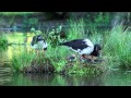 இڿڰۣ-  MAGPIE GEESE ~ Music by Shirley Cason