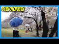 [4K] A Rainy Day's Cherry Blossom Viewing : Children's Grand Park in Seoul Korea