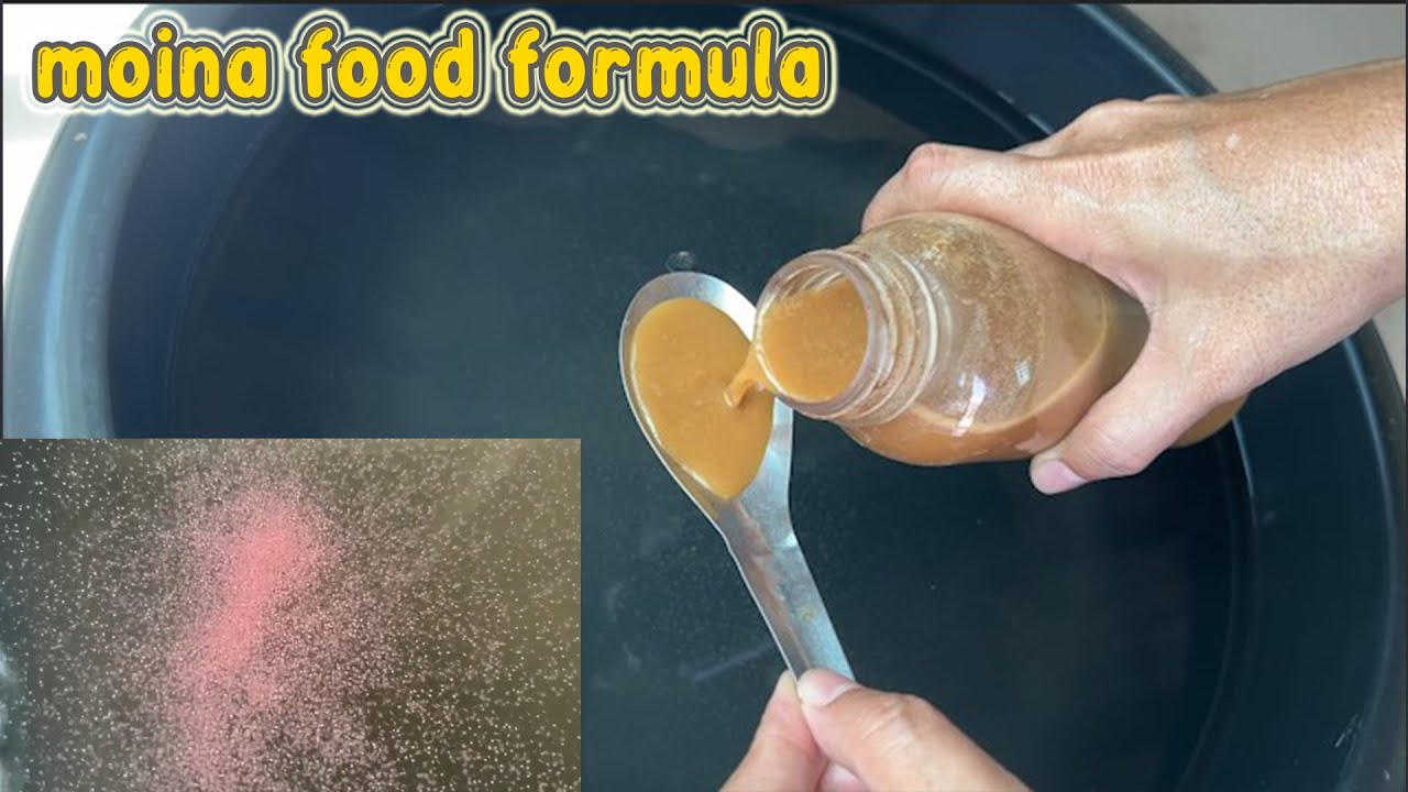 How to Mix the Perfect Moina Food Formula Step by Step