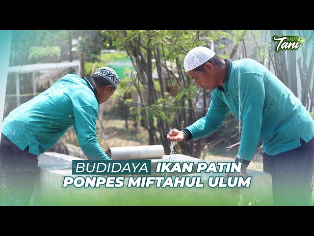 Berkah Budidaya Ikan Patin Ponpes Miftahul Ulum | Habar Tani