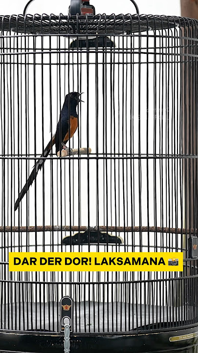 Dar Der Dor❗️Laksamana 📸 Yang Mau Nerusin Chat Aku Ndan.. | #idolamk #kicaumania #muraibatu